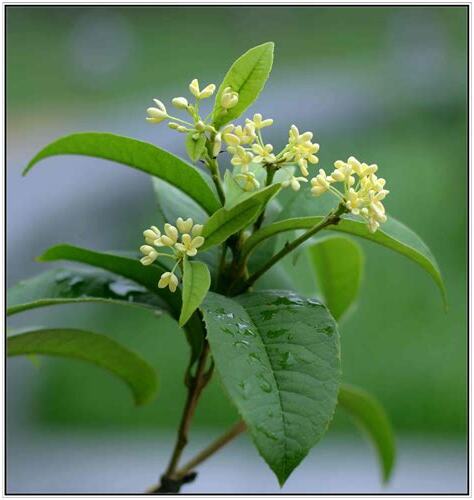 月桂 桂花